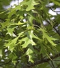 Bright green, alternate deeply cut with narro, rounded sinuses.