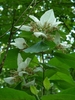 Leafy shoot with terminal inflorescence & white bracteate sepals