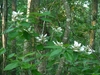 Shrub with some branches bearing white bract-like structures