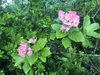 Shrub with pink inflorescences.