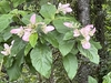 Shrub with pink inflorescences.