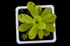 Pinguicula agnata