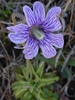 Pinguicula caerulea