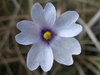 Pinguicula ionantha