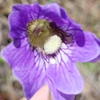 Close up of flower
