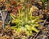 Basal leaves
