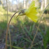 Side view of flower