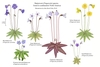 Color illustration of the technical details of several species