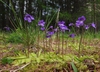 Pinguicula vulgaris