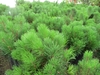 Photo of densely needled shoots