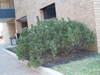 Pinus mugo 'Mops'
