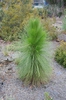 Pinus palustris