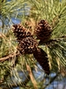 Pinecones - December - Wake Co., NC
