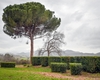 Pine with umbrella-shaped canopy