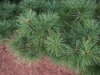 Pinus strobus 'Nana'