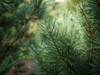 Pinus sylvestris