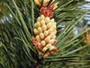 Pinus sylvestris