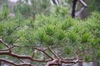 Pinus sylvestris