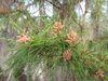 Male cones