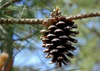 Female cone