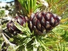 shoot with needles and clusters of female cones