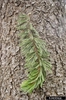 Pinus aristata
