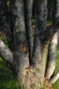 Bark Close-up
