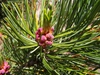 Pinus cembra