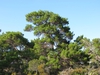 Form