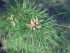 Leaves and pollen cones