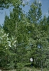 Form
