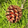 Seed Cones