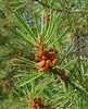 shoot with needles and clusters of small male cones