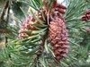 Shoot with needles and clusters of seed cones.
