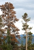 Tree form (Larimer County, CO)-Early Fall
