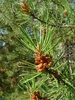 Cones and needles