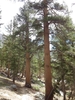 Tall trees with platy bark and needles