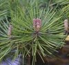 The male pollen cones are pinkish cluster like stucturess
