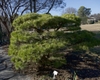 Pinus densiflora crooked trunk and horizontal branches