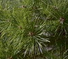 bright green needles 3-5 inches long