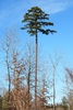 Form (Chapel Hill, NC)-Late Winter