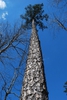 Looking up at the tree (Chapel Hill, NC)-Late Winter