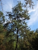 Habit of the tree showing contorted trunk and broad crown