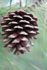 Mature seed cone