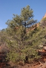Pinus edulis