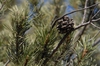Pinus edulis