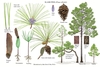 Color illustrations of the technical details of this species.