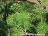 Branches