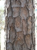 Close-up of trunk showing platy bark.