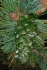 Young cone (Larimer County, CO)-Early Fall